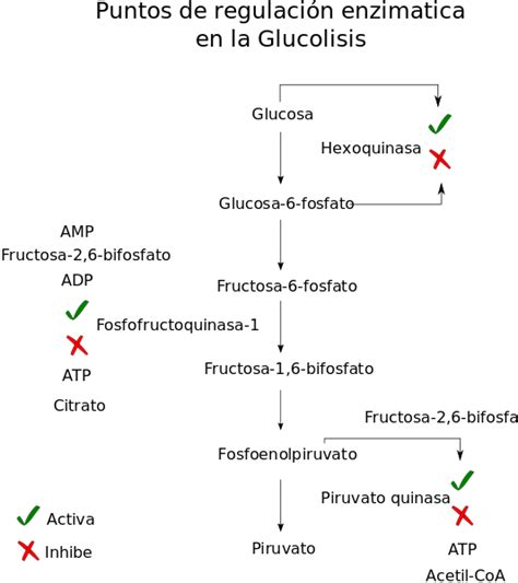Diagrama de la vía de la glucólisis, destacando los puntos de regulación enzimática clave.
