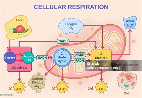 Diagrama general de la respiración celular aeróbica, mostrando la glucólisis, la transición al ciclo de Krebs, el ciclo de Krebs y la cadena de transporte de electrones en la mitocondria.