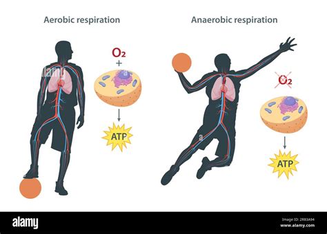 Comparación visual de la eficiencia energética entre la respiración aeróbica y la fermentación.