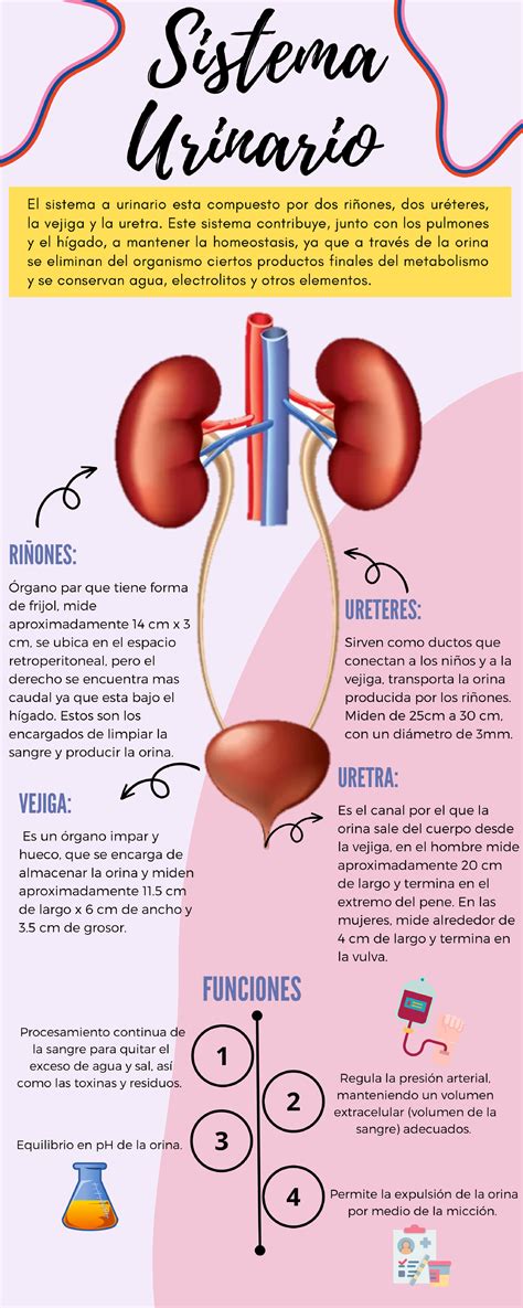 Infografía que ilustra la anatomía del sistema urinario y la vejiga, destacando la uretra y los uréteres.