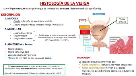 Diagrama que muestra la pared de la vejiga, destacando el epitelio protector y cómo las sustancias irritantes podrían atravesarlo.