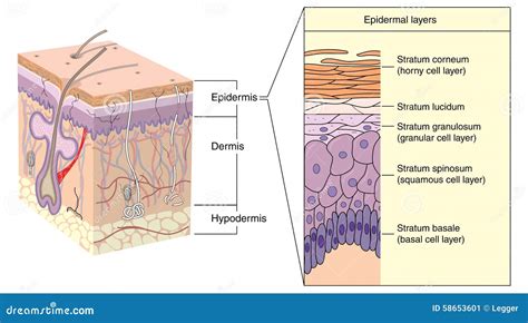 Ilustración esquemática de la piel, destacando la epidermis, dermis y la unión dermoepidérmica.