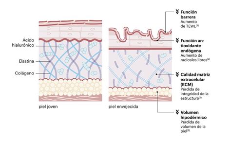 Diagrama que ilustra la acción de la radiación UV sobre las fibras de colágeno y elastina en la dermis.