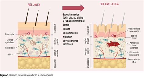 Microfotografía que compara la UDE en piel joven y piel fotoenvejecida, mostrando aplanamiento y desorganización.