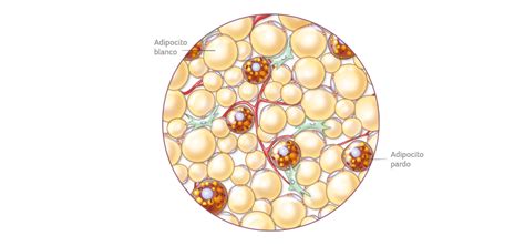Gráfico comparativo de adipocitos blancos y marrones, destacando la abundancia de mitocondrias en los marrones.