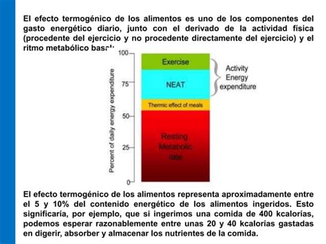 Diagrama que ilustra la termogénesis facultativa, diferenciando entre termogénesis por temblor y termogénesis no temblorosa.