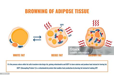Diagrama del proceso de termogénesis en tejido adiposo marrón (TAM), mostrando el papel de UCP1.