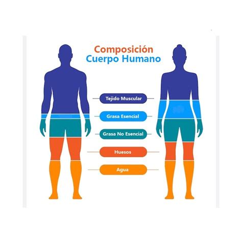 Gráfico comparativo de la composición corporal en individuos con y sin síndrome metabólico, destacando la obesidad abdominal.