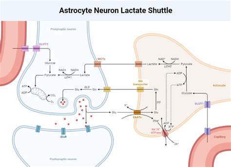 Esquema del shuttle astrocyte-neuron