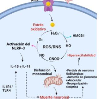 Representación esquemática del estrés oxidativo y los antioxidantes