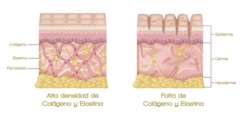 diagrama que muestra la estructura de la piel y la acción del colágeno y la elastina