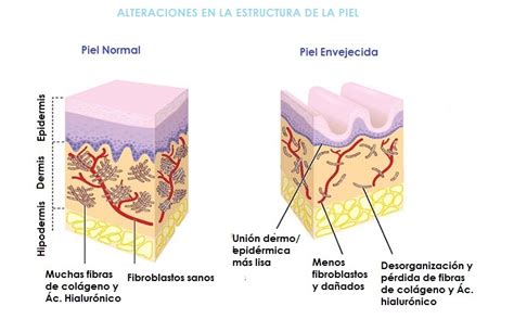 infografía comparando la piel joven y la piel madura, destacando la disminución de colágeno