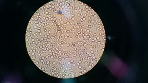 ovocitos en observación bajo microscopio óptico