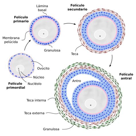 Diagrama esquemático del desarrollo folicular y crecimiento del ovocito