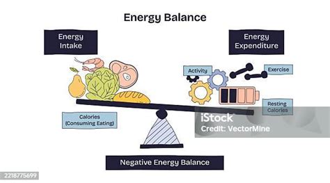 Gráfico que muestra la relación entre la ingesta de calorías y el gasto energético.