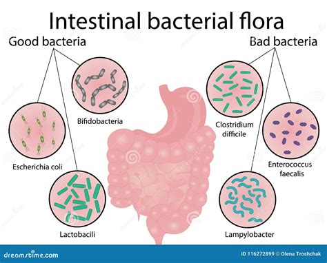 Ilustración de la flora intestinal con bacterias beneficiosas y perjudiciales, destacando el rol de los probióticos.