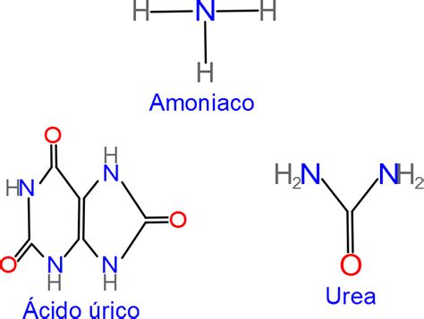 Infografía comparativa de las formas de excreción de desechos nitrogenados: amoníaco (soluble, tóxico), urea (soluble, menos tóxica) y ácido úrico (insoluble, no tóxico).