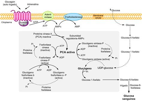 Esquema de la vía de degradación del glucógeno y los puntos de defecto en las diferentes Glucogenosis.