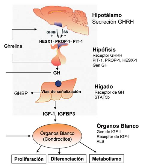 Gráfico del eje GH-IGF-I y su regulación