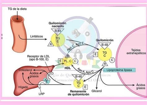 Diagrama del metabolismo exógeno de las lipoproteínas, mostrando la absorción intestinal, formación de quilomicrones y su posterior catabolismo.
