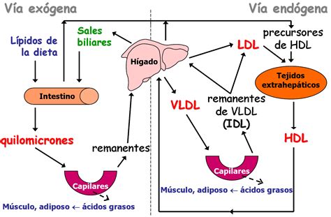 Diagrama del metabolismo endógeno de las lipoproteínas, ilustrando la síntesis de VLDL, su transformación en LDL y la captación por receptores.
