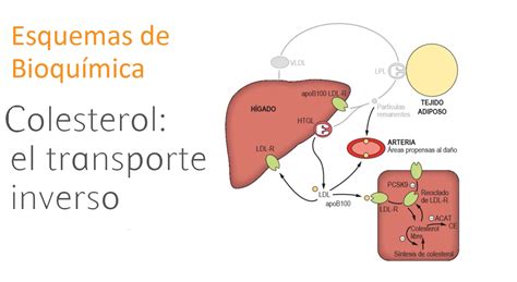 Esquema del transporte inverso del colesterol, mostrando cómo las HDL recogen el colesterol de los tejidos y lo llevan al hígado.