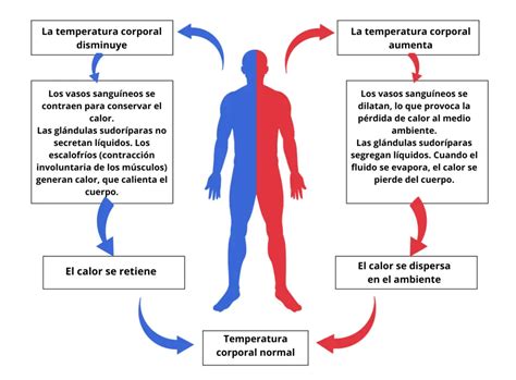 diagrama que explica la termogénesis del agua