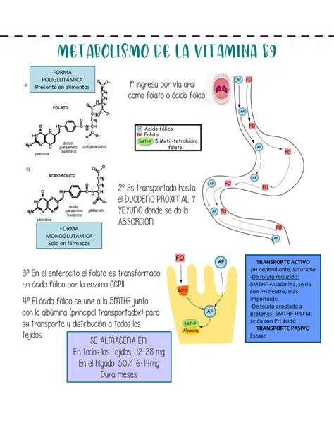 Esquema del metabolismo de aminoácidos con participación de la Vitamina B6