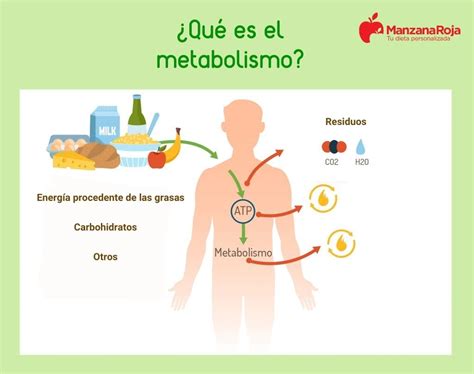 Infografía explicando la diferencia entre el metabolismo normal y el metabolismo en cetosis, destacando la fuente de energía principal (carbohidratos vs. grasas).