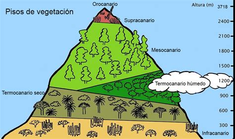 Infografía mostrando los diferentes pisos de vegetación en una montaña, desde el bosque hasta las zonas de cumbre.