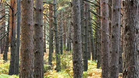 Fotografía de un pinar de pino albar en la Sierra de Guadarrama, destacando la formación arbórea en un entorno montañoso.