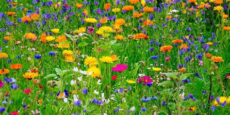 Imagen de pastizales alpinos con flores silvestres en las alturas de la Sierra de Guadarrama.