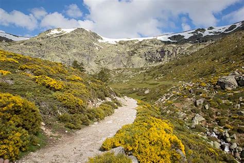 Fotografía de una repisa rocosa en alta montaña con vegetación rupícola adaptada.