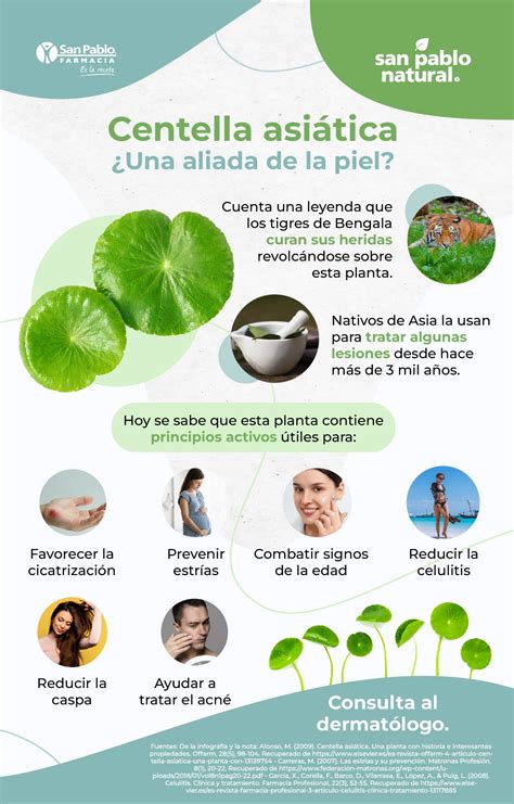 Infografía detallando los beneficios de Centella Asiática, Hiedra y Hamamelis en cosmética anticellulítica.