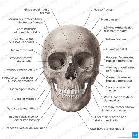 Anatomía de la cabeza y el cuello con enfoque en las estructuras involucradas en la deglución.