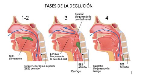 Diagrama que ilustra la respuesta motora orofaríngea y la dinámica de los esfínteres durante la deglución.