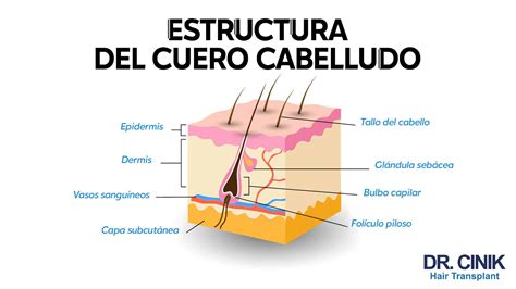 Infografía: Componentes del cabello y cómo actúan los tratamientos.