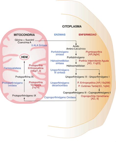 Diagrama de la vía de síntesis del hemo y los genes afectados en la anemia sideroblástica