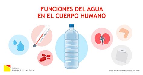 Infografía sobre la importancia del agua para el cuerpo humano