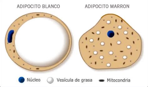 Ilustración esquemática de las diferencias entre adipocitos blancos y pardos, destacando la gota lipídica única en el blanco y las múltiples gotas en el pardo, así como la abundancia de mitocondrias en el pardo.