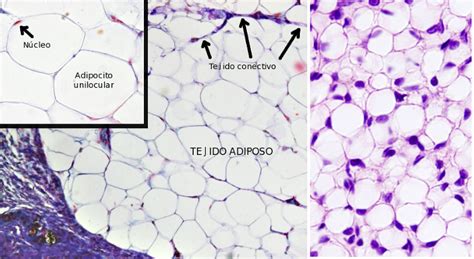 Micrografía electrónica de un adipocito blanco mostrando la gran gota lipídica unilocular y el núcleo periférico.