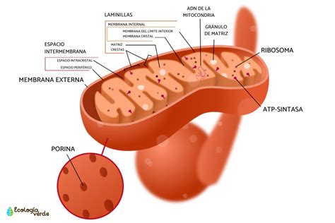 Diagrama de una mitocondria de adipocito pardo, mostrando la proteína UCP1 en la membrana interna y el flujo de protones.