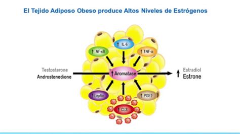 Representación gráfica de la relación entre obesidad, producción de estrógenos y el riesgo de cáncer de mama positivo a receptores hormonales.
