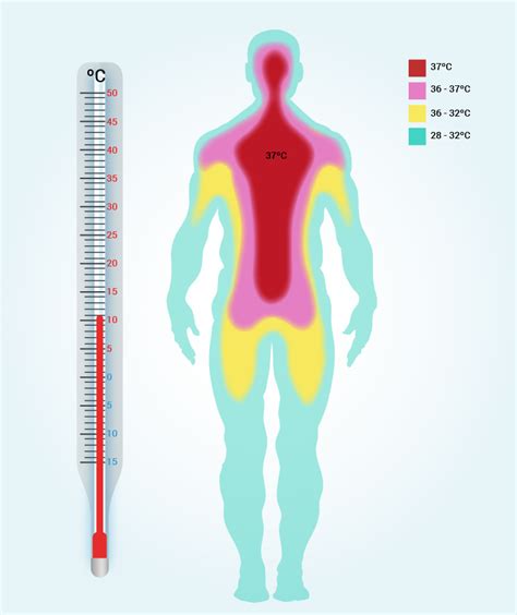 Ilustración que muestra el cuerpo humano regulando su temperatura a través de la sudoración.