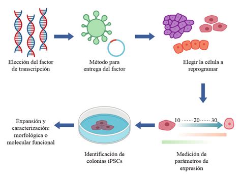 Diagrama explicativo del proceso de reprogramación de células de la piel a células madre pluripotentes inducidas (iPSC) y su posterior diferenciación en neuronas.