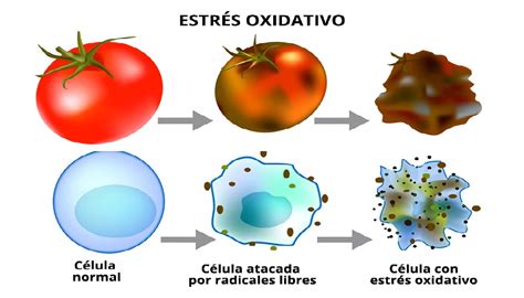 Ilustración que muestra el desequilibrio entre especies reactivas de oxígeno (ROS) y antioxidantes, conduciendo al estrés oxidativo y sus consecuencias celulares.