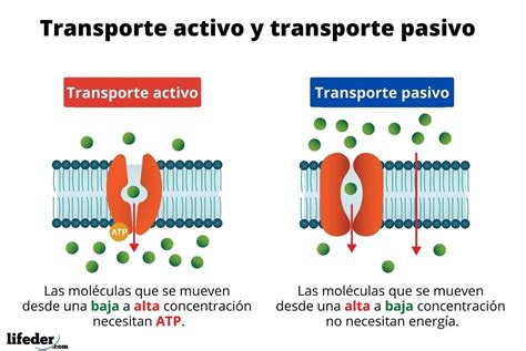 Esquema comparativo del eritrocito como transportador pasivo vs. eritrocito con metabolismo activo, destacando la producción de ATP, 2,3-BPG y el estado redox.
