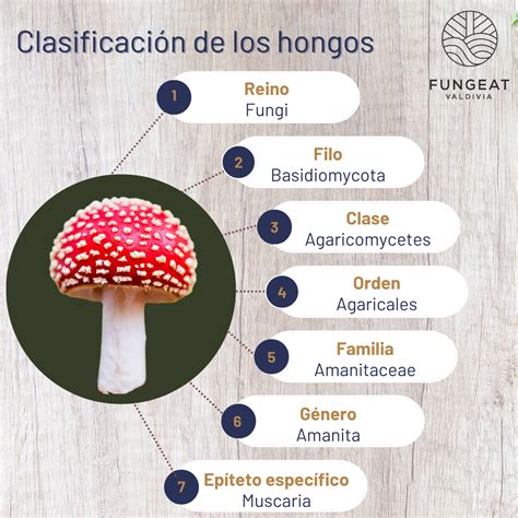 Representación esquemática de diferentes tipos de hongos contra los que actúa el ketoconazol.