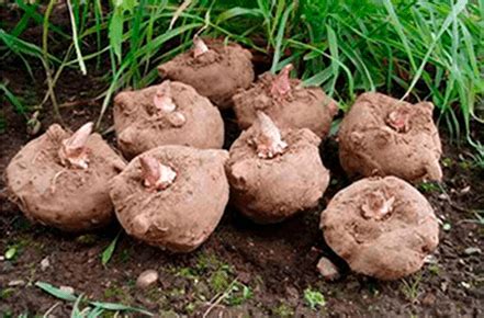 Raíz de la planta Amorphophallus konjac