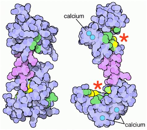 Diagrama estructural de la calmodulina mostrando sus dos lóbulos y los dominios EF-hand
